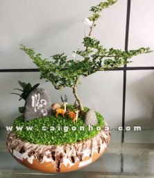 tieu canh cay may man vuon thien nhien