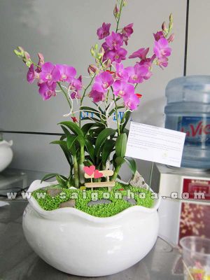 Tiểu Cảnh May Mắn Lan Dendrobium Yêu Thương