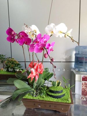 Tiểu Cảnh May Mắn Lan Hồ Điệp Chúc Mừng Sinh Nhật