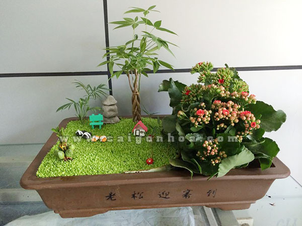 Tiểu Cảnh Cây May Mắn Hoa Sống Đời