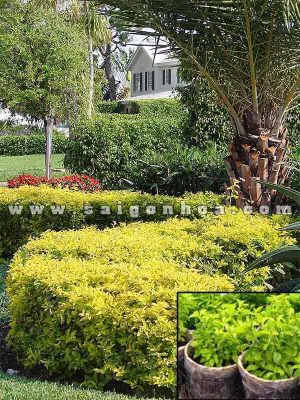 Cây Chuỗi Ngọc Trồng Hàng Rào