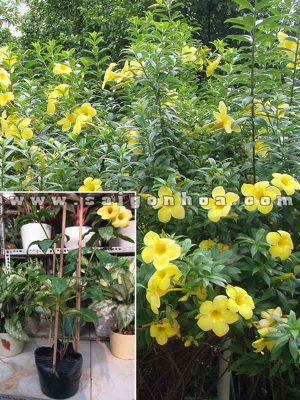 Cây Huỳnh Anh Trồng Hàng Rào