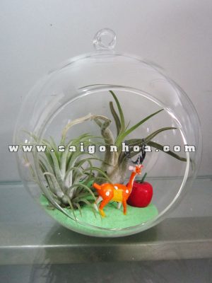 Cây Không Khí Quả Cầu Chú Nai