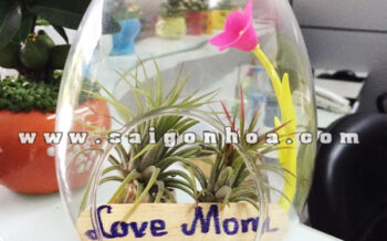 Cay Khong Khi Love Mom
