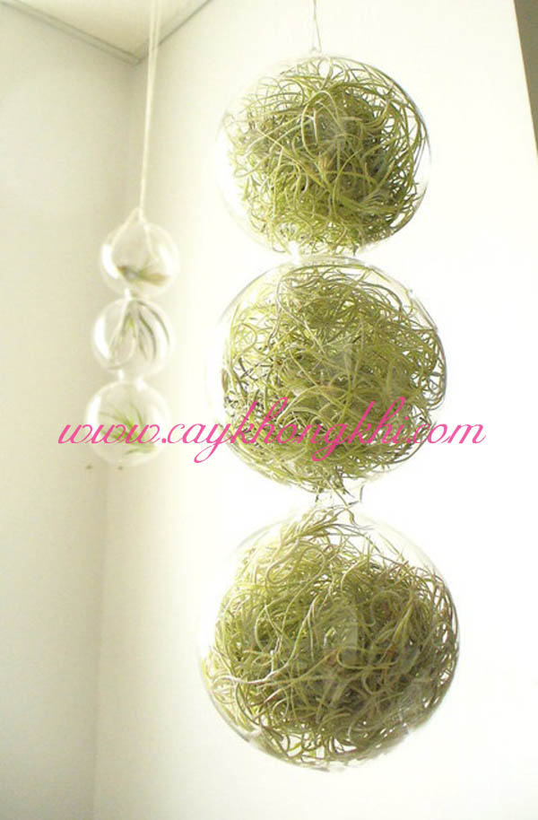 cay khong khi toc tien