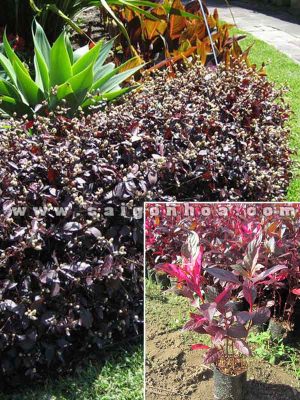 Cây Mắt Nai Trồng Hàng Rào