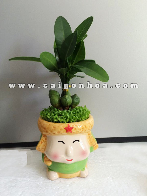 Cây May Mắn Tài Lộc Cậu Bé Mắt Híp