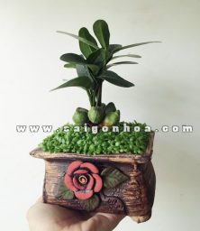 cay may man tai loc hoa hong 2