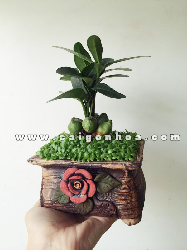 Cây May Mắn Tài Lộc Chậu Hoa Hồng