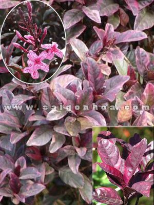 Cây Ô Gô Gân Đỏ