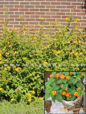 Cây Trâm Ổi Trồng Hàng Rào