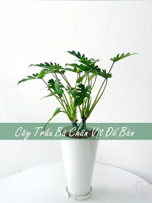 Cây Trầu Bà Chân Vịt Để Bàn