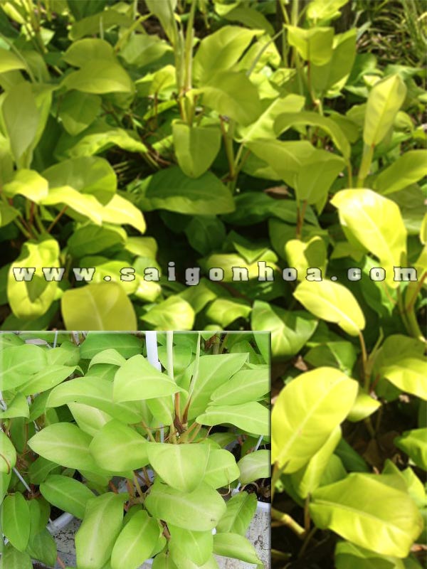 Cây Trầu Bà Vàng