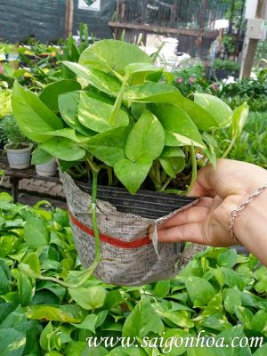 Cây Trầu Bà Xanh