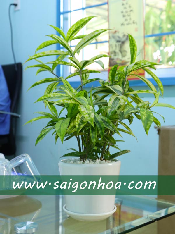 Cây Trúc Nhật Vàng