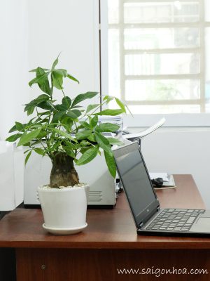 Chậu Cây Kim Ngân Củ Để Bàn