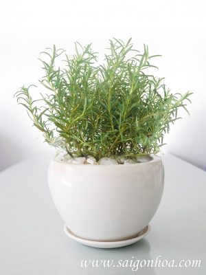 Cây Hương Thảo Để Bàn