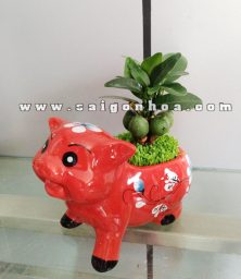 chau cay may man con heo mau do 1