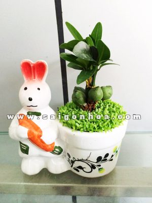 Cây May Mắn Tài Lộc Chậu Ly Thỏ