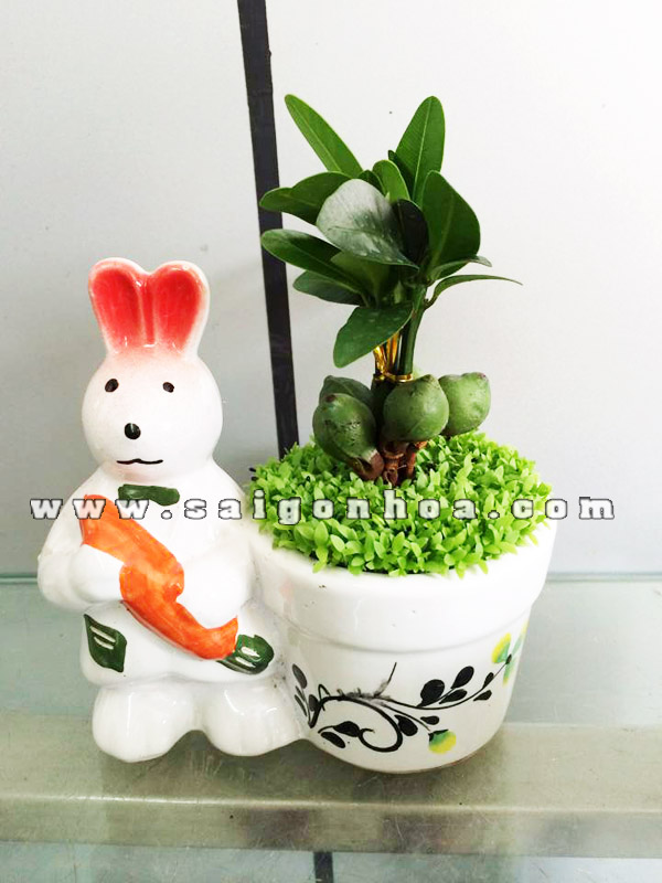 Cây May Mắn Tài Lộc Chậu Ly Thỏ