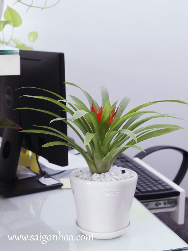 Chậu Cây Dứa Cảnh Nến