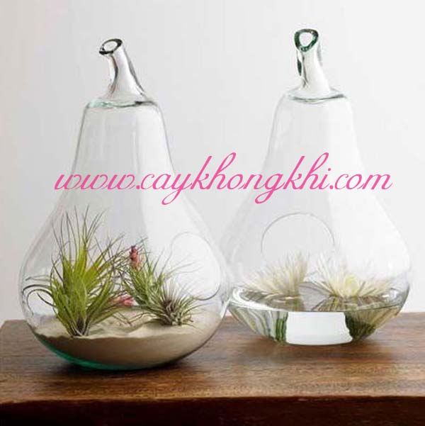 chau thuy tinh hinh qua le cay khong khi