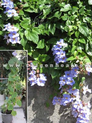 Dây Cát Đằng Trồng Hàng Rào