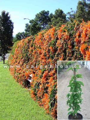 Dây Rạng Đông Trồng Hàng Rào