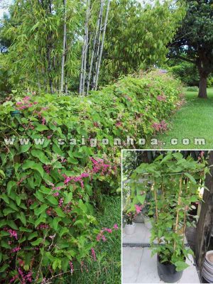 Dây Tigon Trồng Hàng Rào