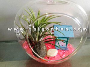 Cây Không Khí Đại Phú Quà Tặng Cha