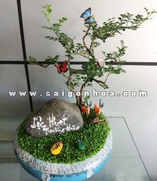 tieu canh cay may man de ban loc phat