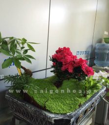 tieu canh may man hoa do quyen 5 1