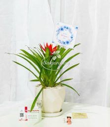 Chậu-Cây-Dứa-Cảnh-Nến-16