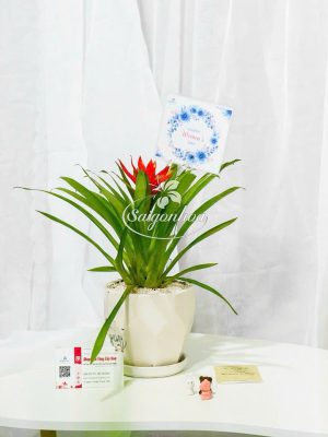 Chậu-Cây-Dứa-Cảnh-Nến-16