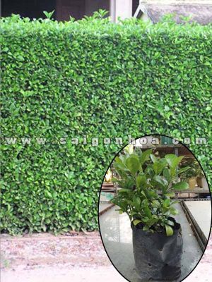 Cây Ắc Ó Trồng Hàng Rào