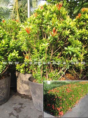 Cây Bông Trang Trồng Hàng Rào