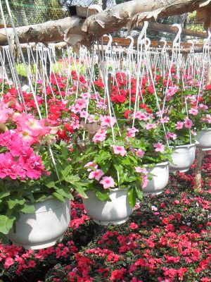 Cây Hoa Dừa Cạn Chậu Treo