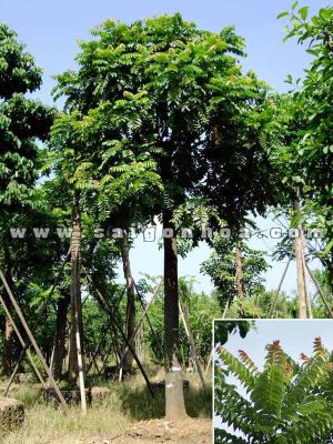 Cây Lát Hoa