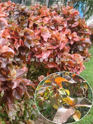 Cây Phổi Bò Trồng Hàng Rào