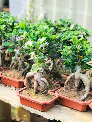 cay-si-bonsai-mini