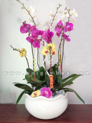 Chậu Lan Hồ Điệp Nhiều Màu