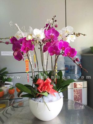 Chậu Lan Hồ Điệp Tết