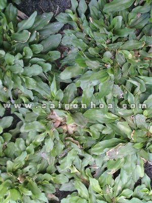 Cỏ Lá Gừng Thái Lan