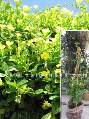 Dây Huỳnh Đệ Trồng Hàng Rào