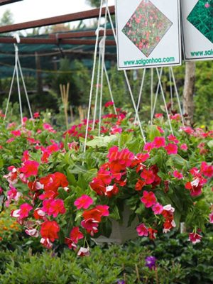 Cây Hoa Dừa Cạn Đỏ Chậu Treo