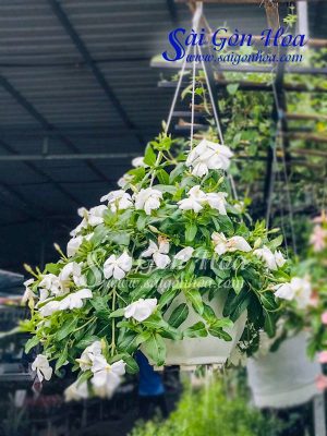 Cây Hoa Dừa Cạn Trắng Chậu Treo