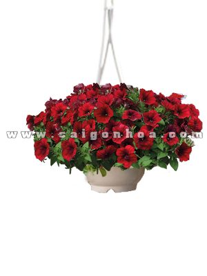 Hoa Dã Yến Thảo Đỏ Chậu Treo