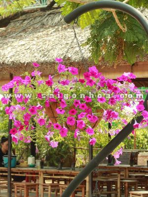 Hoa Dã Yến Thảo Hồng Chậu Treo