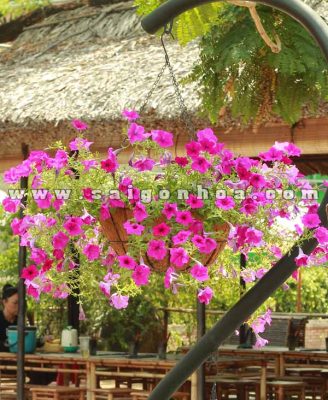 hoa da yen thao hong chau treo 1