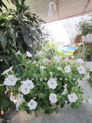 Hoa Dã Yến Thảo Trắng Chậu Treo